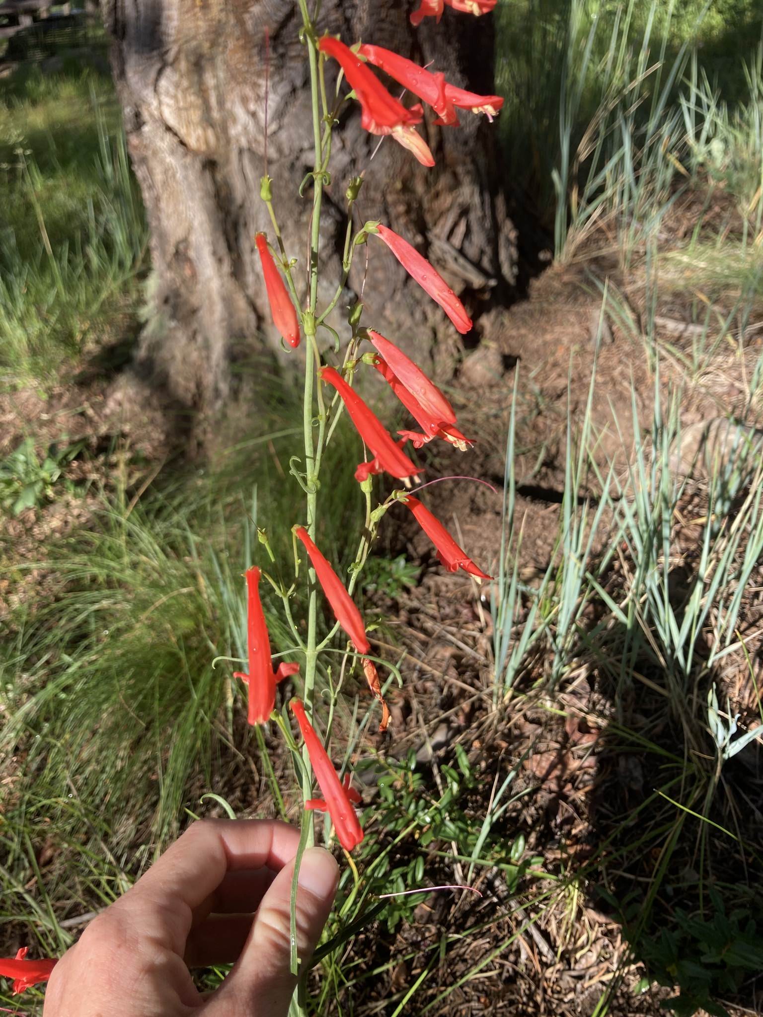 Penstemon barbatus